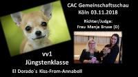 CAC Gemeinschaftsschau K&ouml;ln 03.11.2018 J&uuml;ngstenklasse