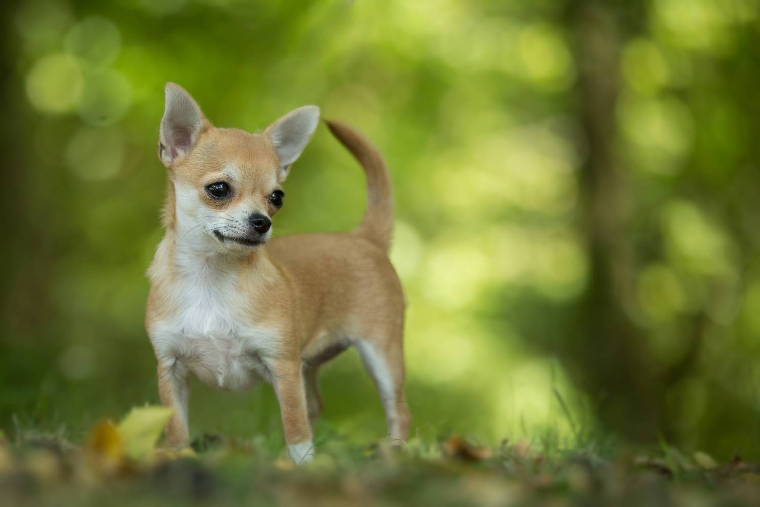 23 What Is A Chihuahua Dog L2sanpiero